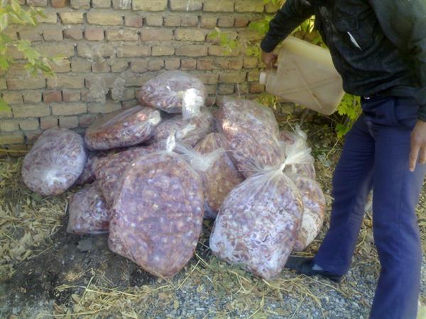 معدوم سازی نیم تن محموله گوشت فاقد مجوز بهداشتی در شهرستان صحنه
